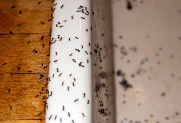 Reliable Kearney Park, MS Pest Control Solutions