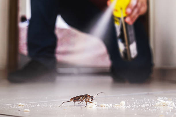 Best Mosquito Control Services  in Kearney Park, MS